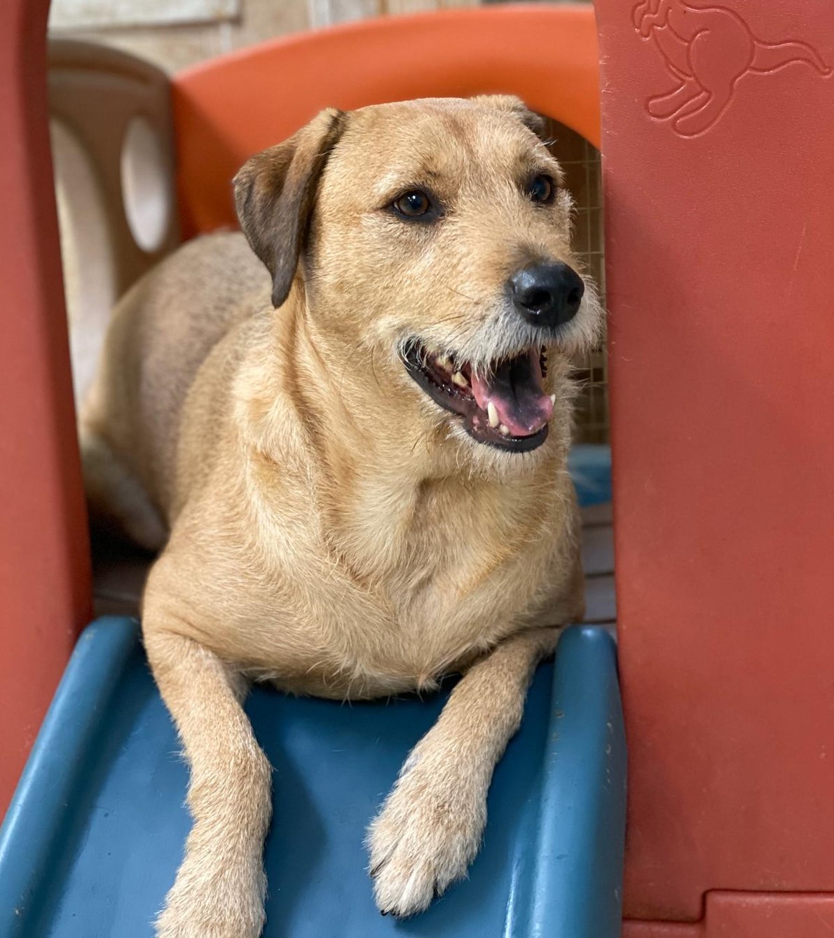 Doral FL Dog Boarding, Dog Daycare, Dog Grooming Doggies Gone Wild