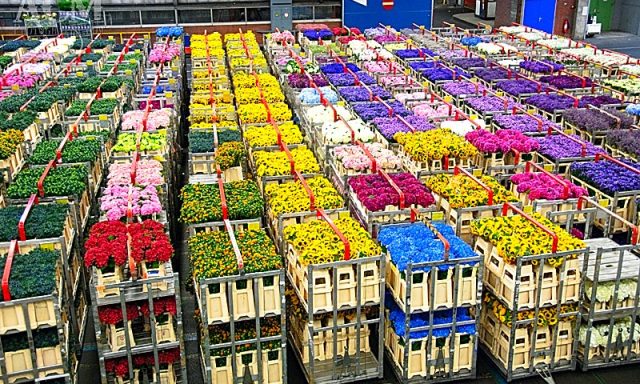 FMI Farms Flower Wholesale
