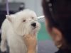 Petspa- Grooming, Resort, Daycare & Boutique
