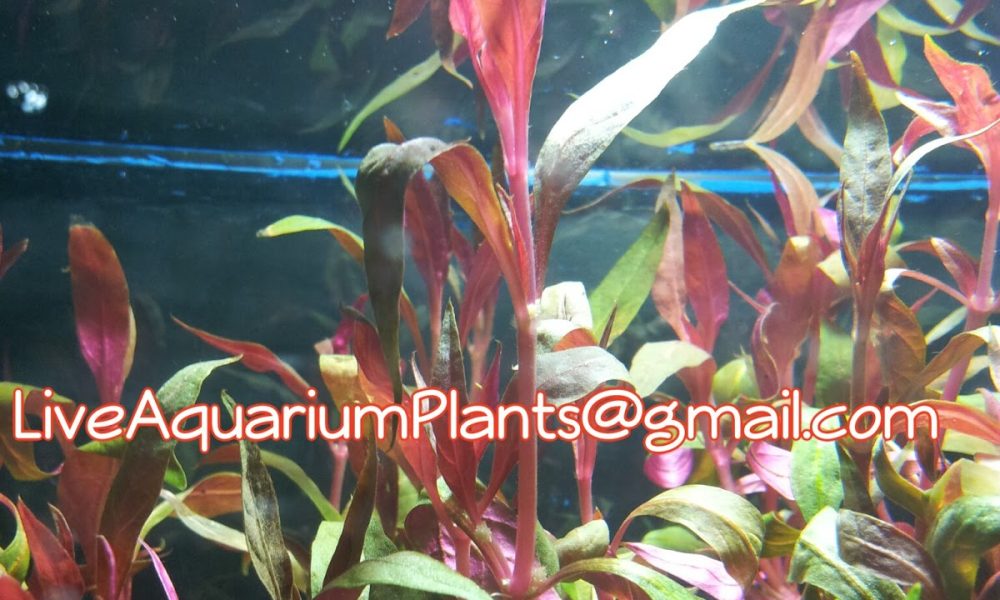 Live Aquarium Plants Company