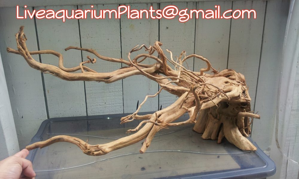 Live Aquarium Plants Company