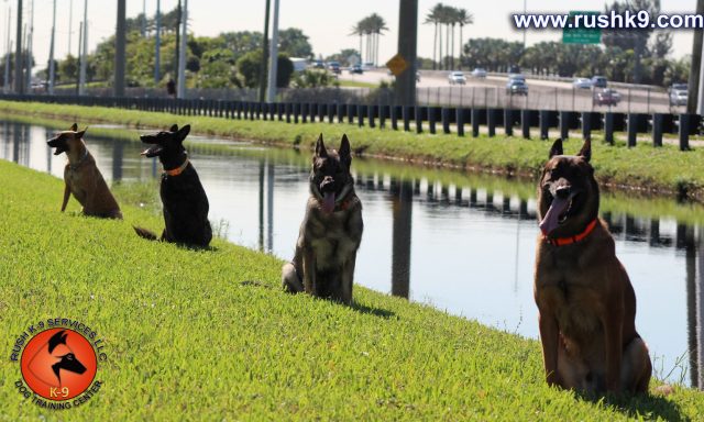 RUSH K-9 DORAL