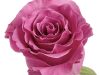 FMI Farms Flower Wholesale