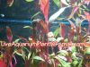 Live Aquarium Plants Company