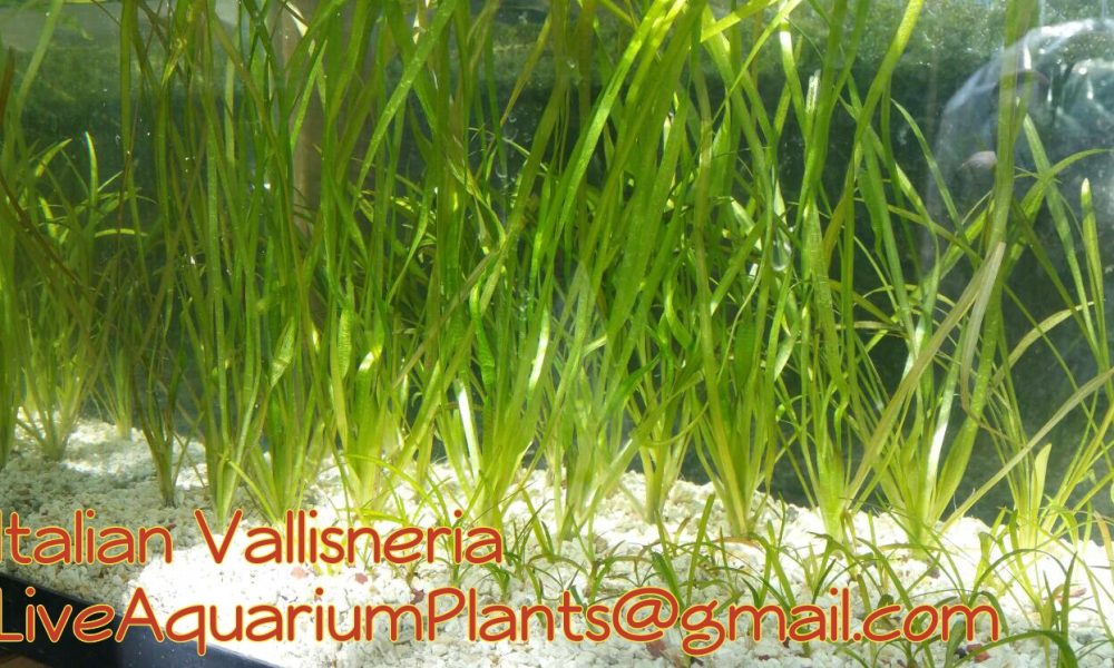 Live Aquarium Plants Company