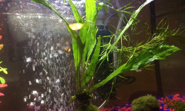 Live Aquarium Plants Company