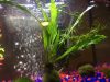 Live Aquarium Plants Company