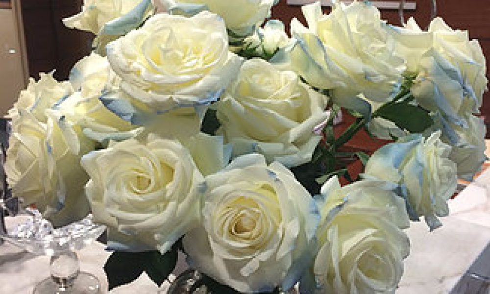 Roses America _ Best Quality Roses in Miami