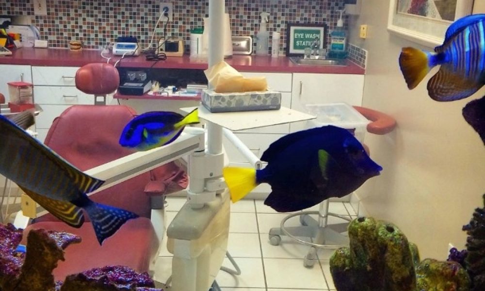 Almeida Family Dentistry Marisel Almeida DMD