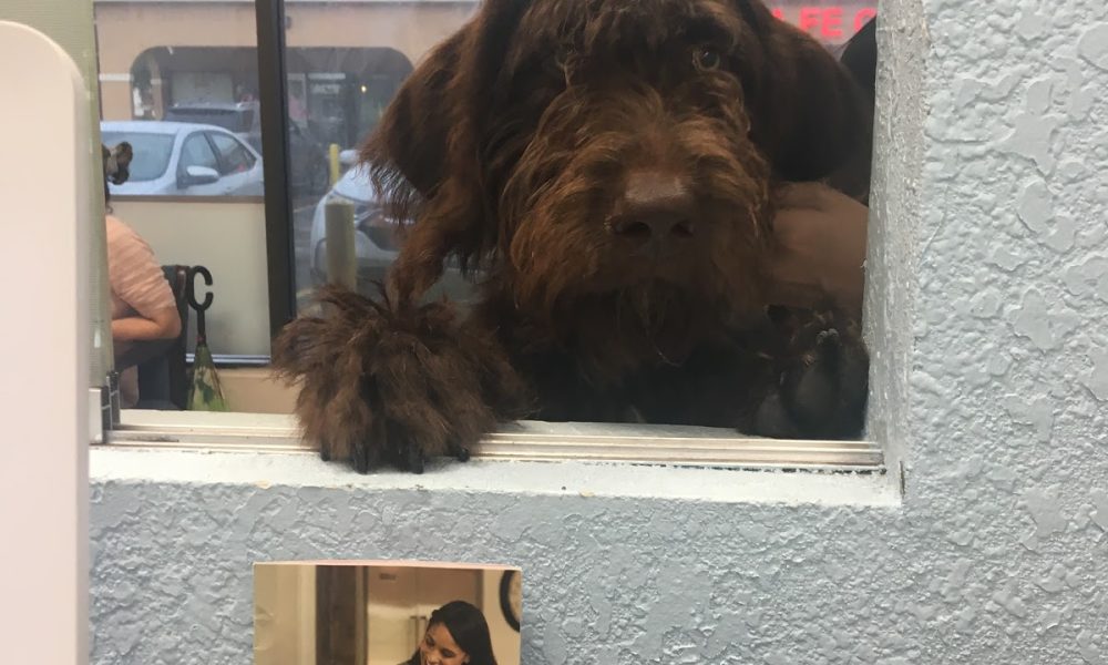 Caballero Animal Clinic