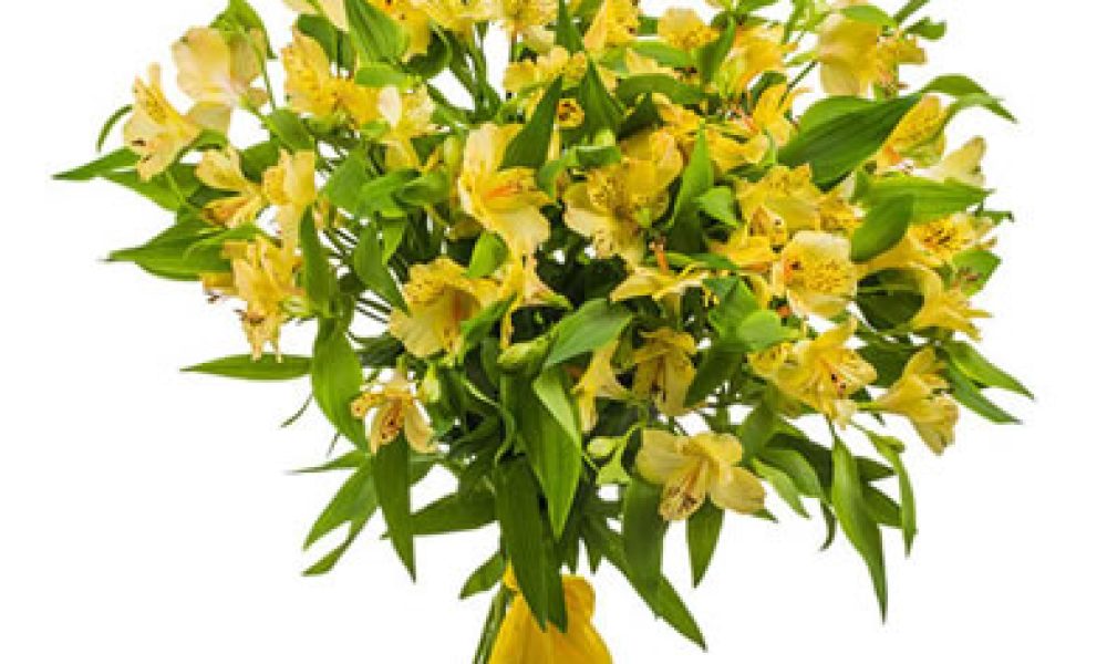 FlowersandFreshness.com