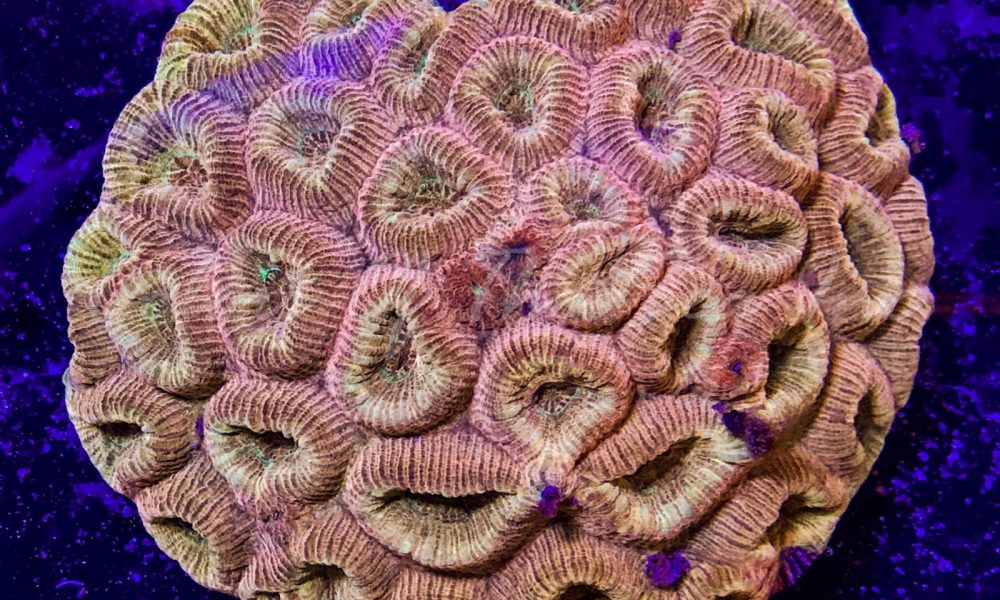 Colors Of The Sea Inc.