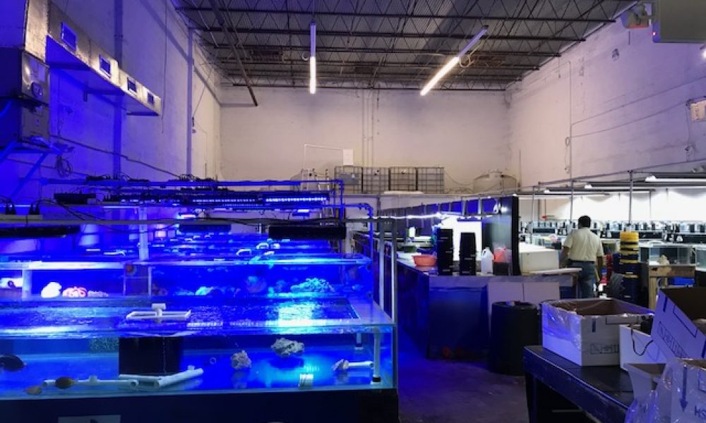 Colors Of The Sea Inc.