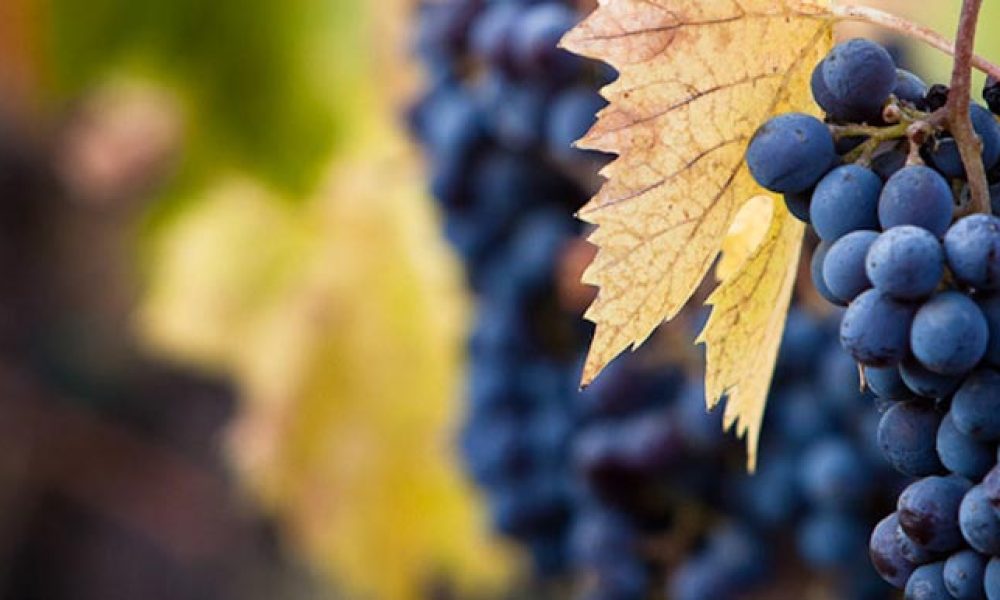 7 Import &amp; Export