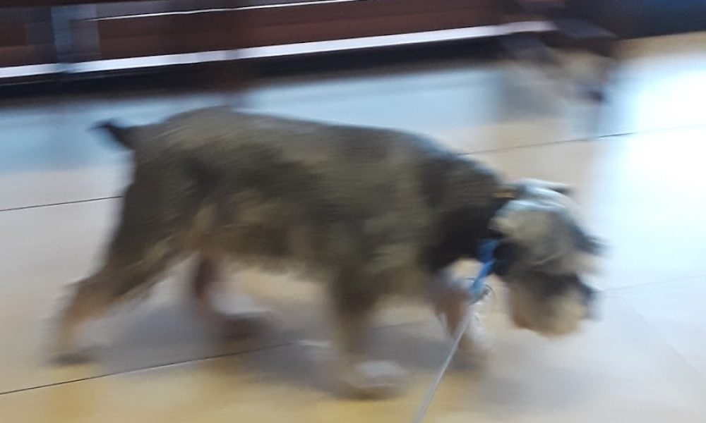 After Hours Vet To Pet