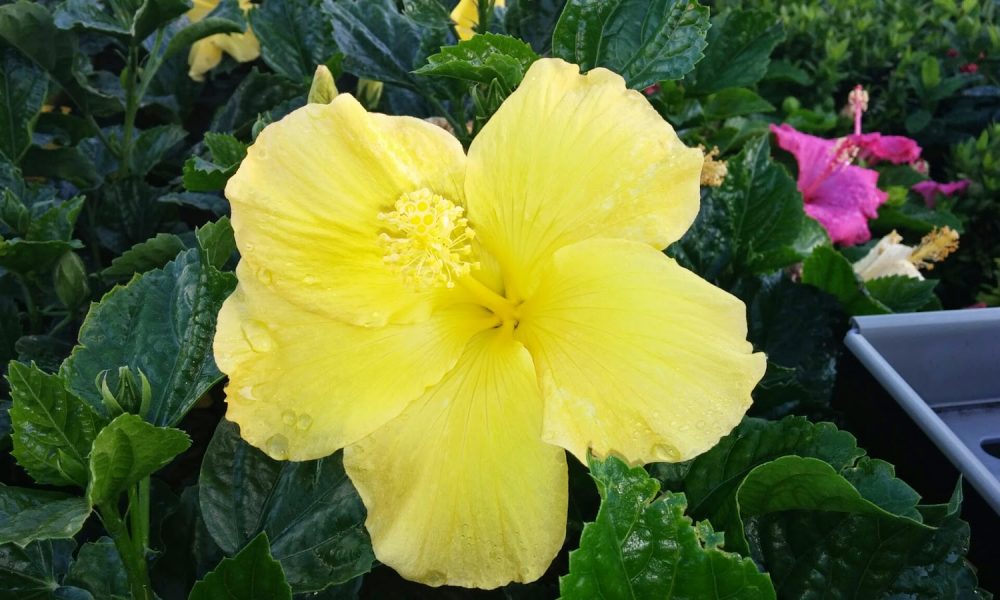 Amazing Events Party Rental LLC