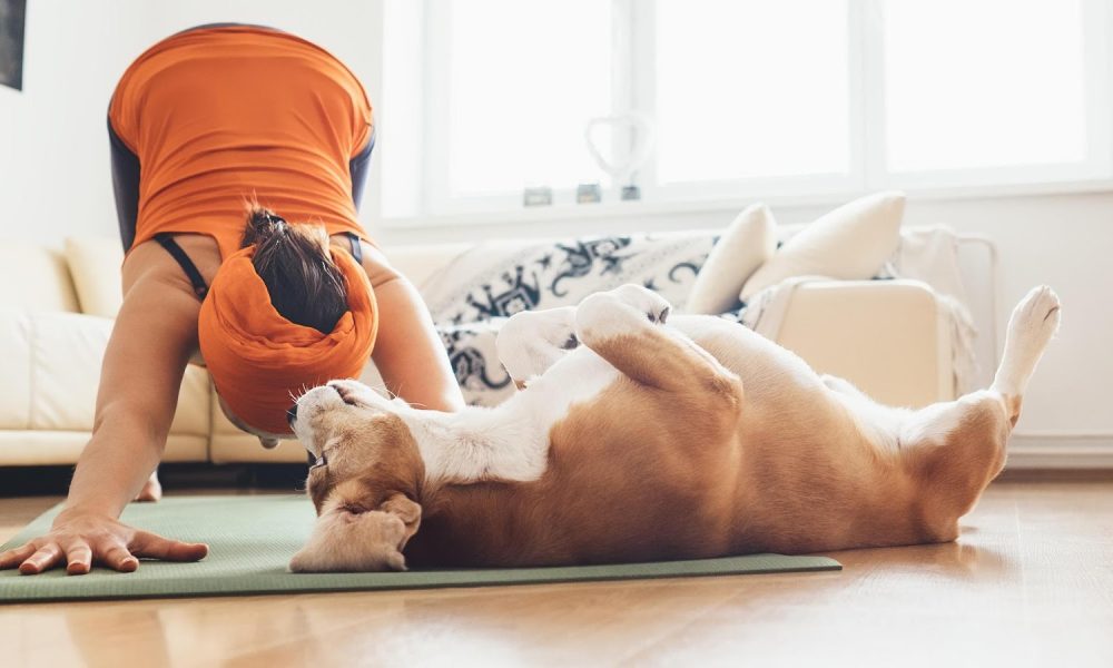 Banfield Pet Hospital