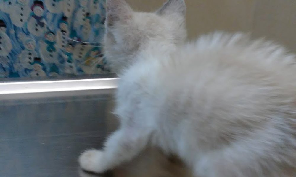 Caballero Animal Clinic