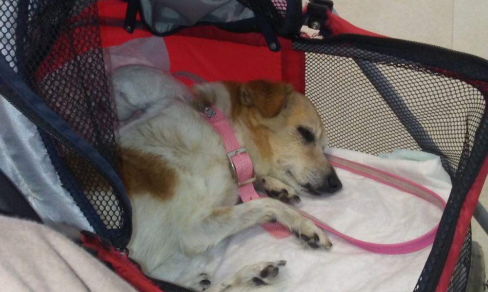 Caballero Animal Clinic