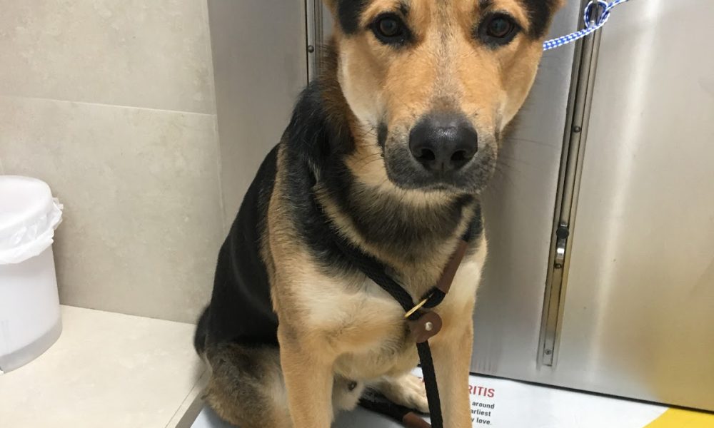 Caballero Animal Clinic