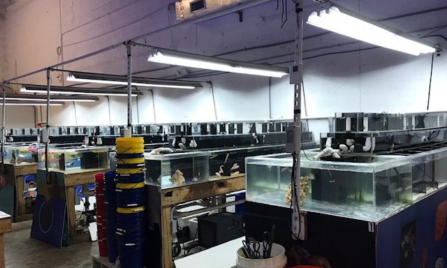 Colors Of The Sea Inc.