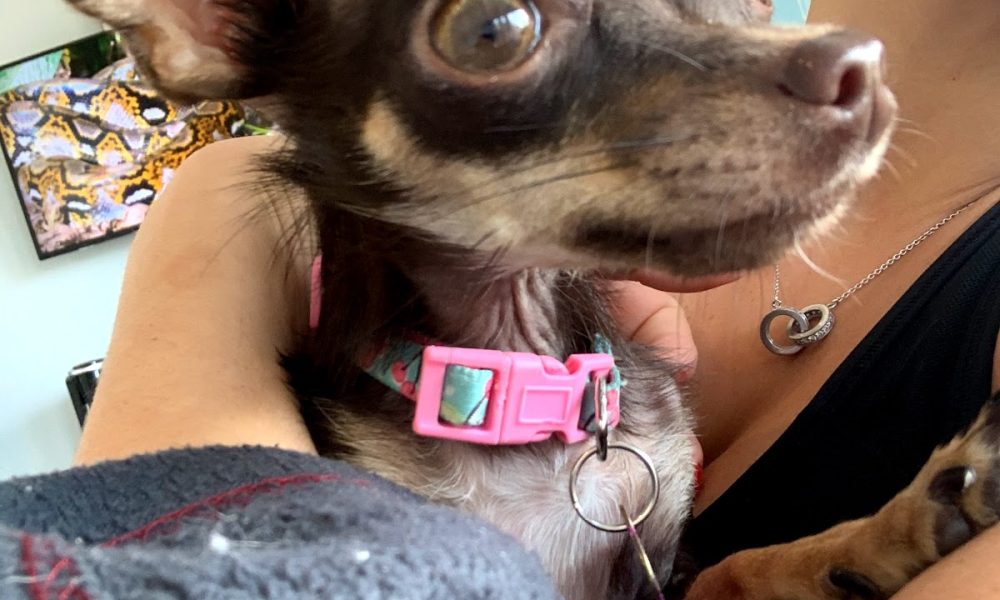 Doral Animal Medical Center