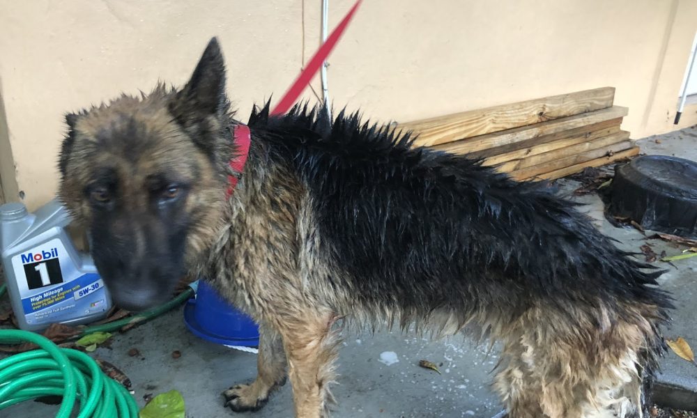 Doral Animal Medical Center