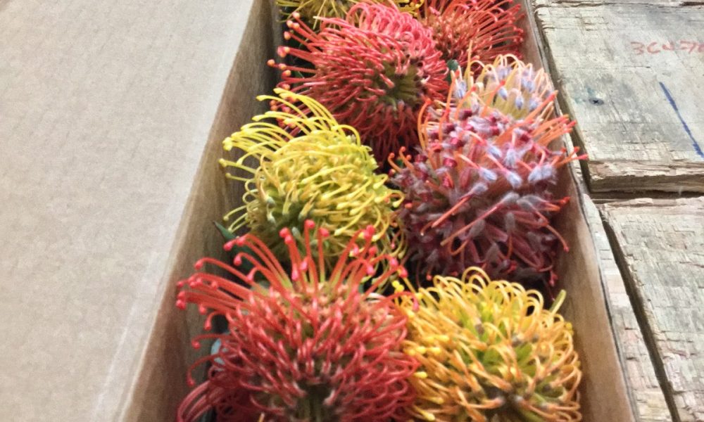 Virgin Farms Direct, Inc.