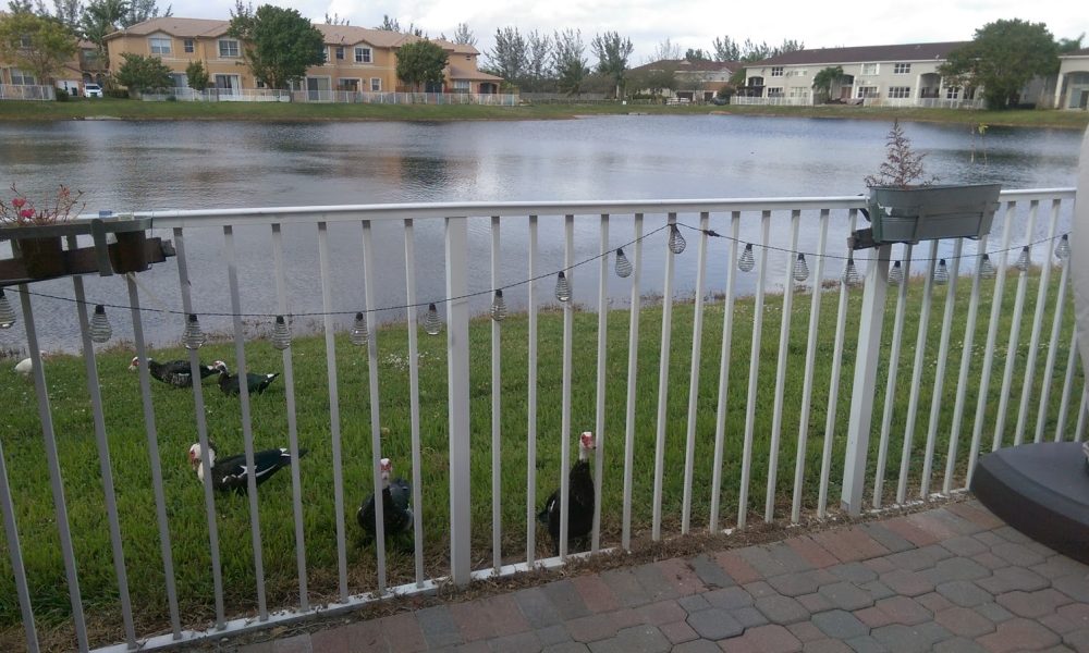 Windward At Island At Doral