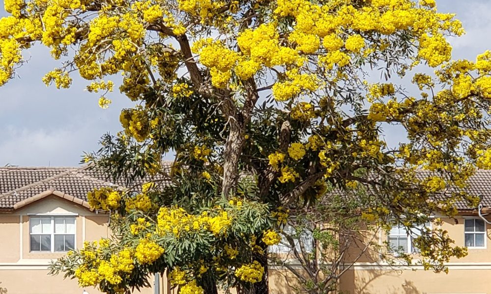 Windward At Island At Doral