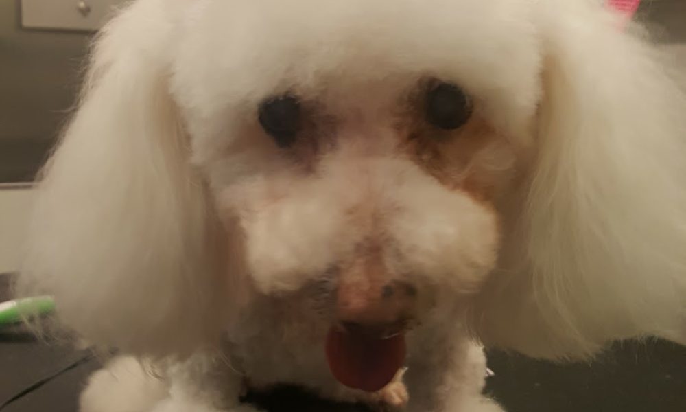 Anastasia Dog Grooming