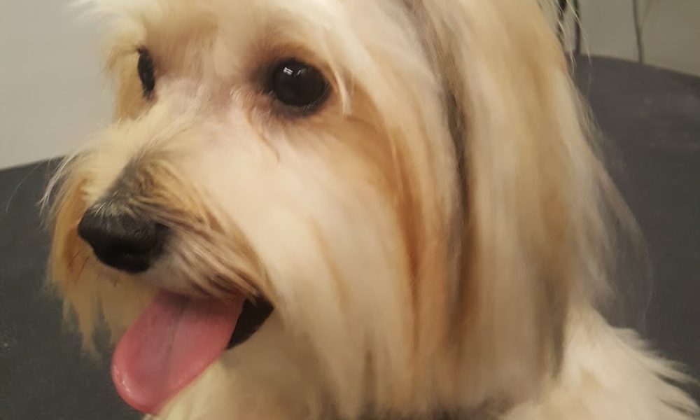 Anastasia Dog Grooming