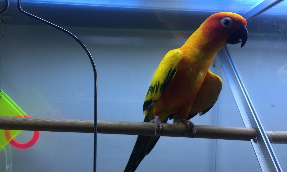 Animal Palace Pet Center