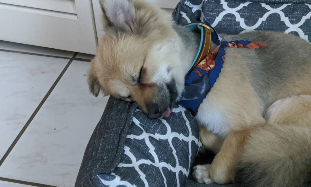 Bubbles Pet Grooming, Inc.