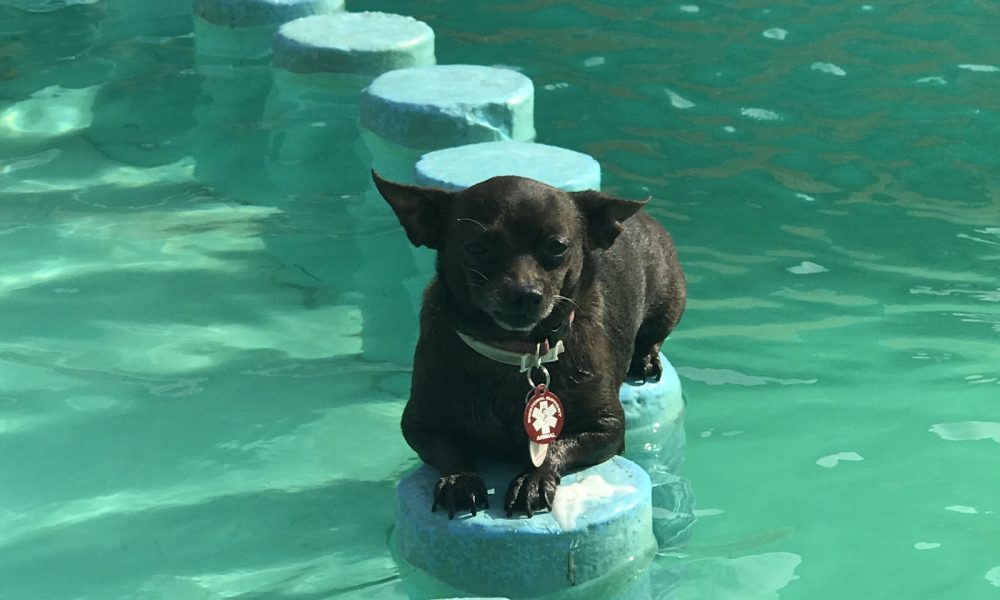 Bubbles Pet Grooming, Inc.