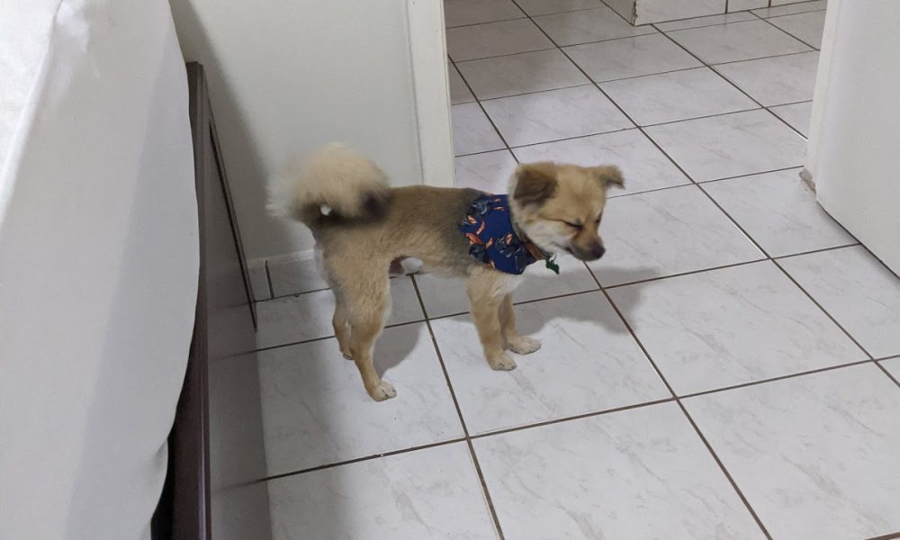 Bubbles Pet Grooming, Inc.