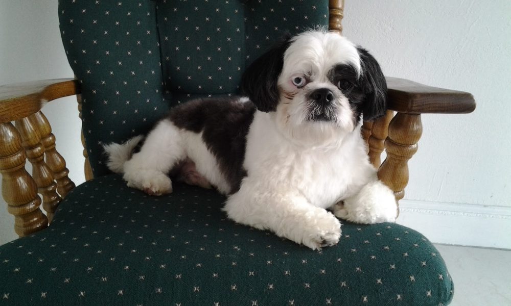 Bubbles Pet Grooming, Inc.