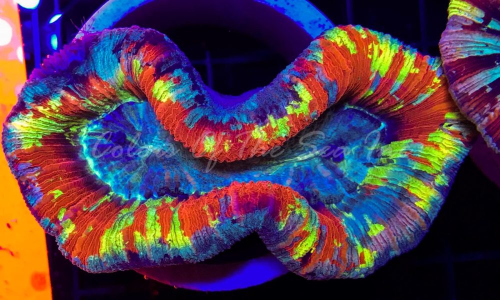 Colors Of The Sea Inc.