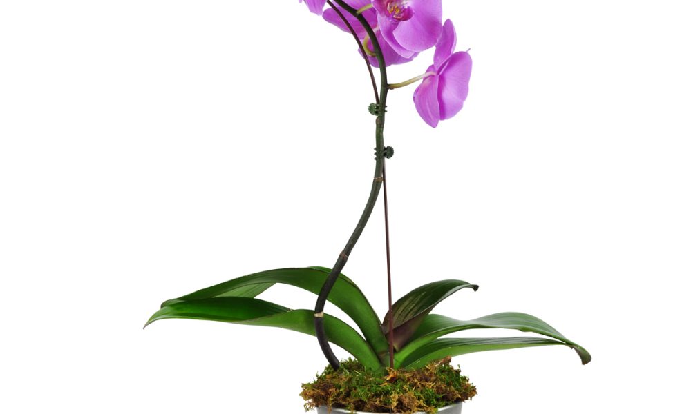 Doral Flower District & Design