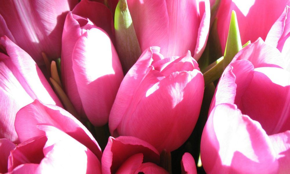 Doral Flower District &amp; Design