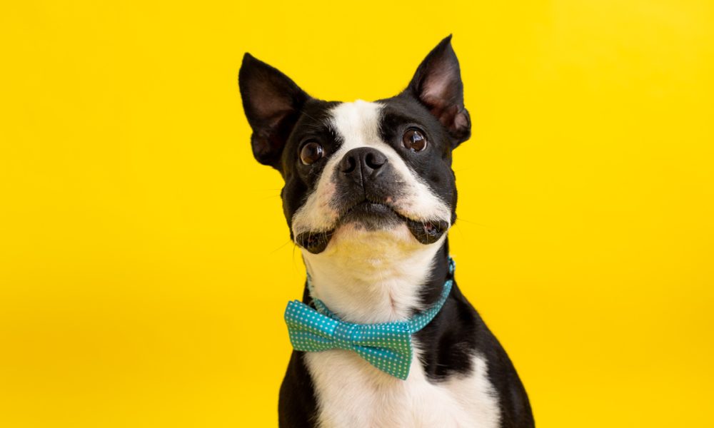 Gaston Mobile Grooming