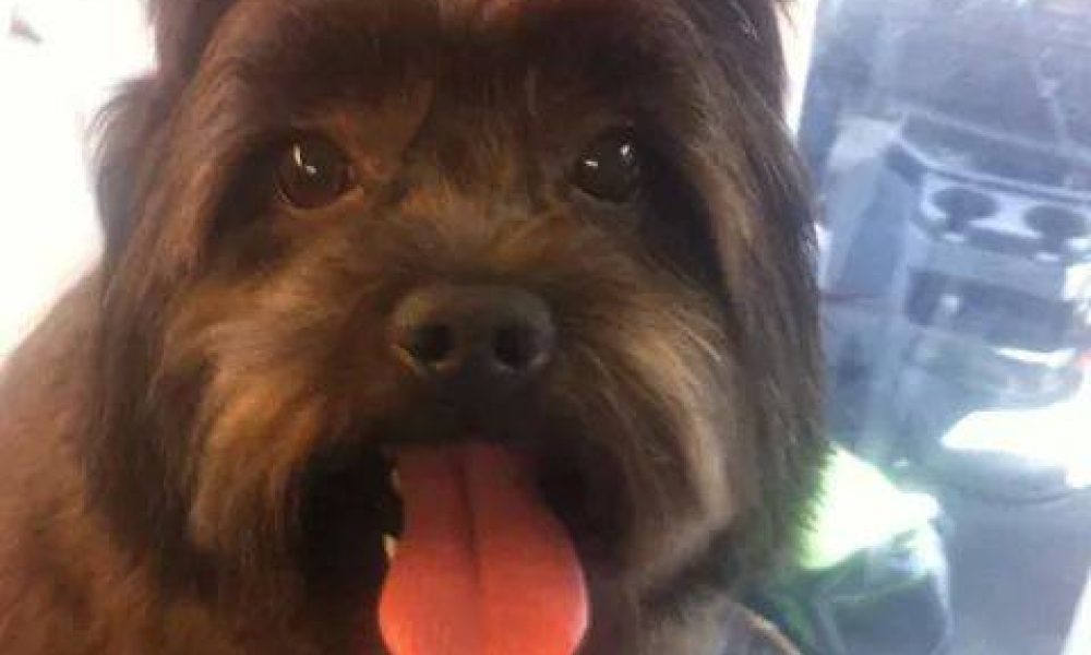 Nadia Mobile Grooming