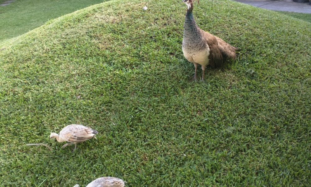 Palmetto Baptist Church