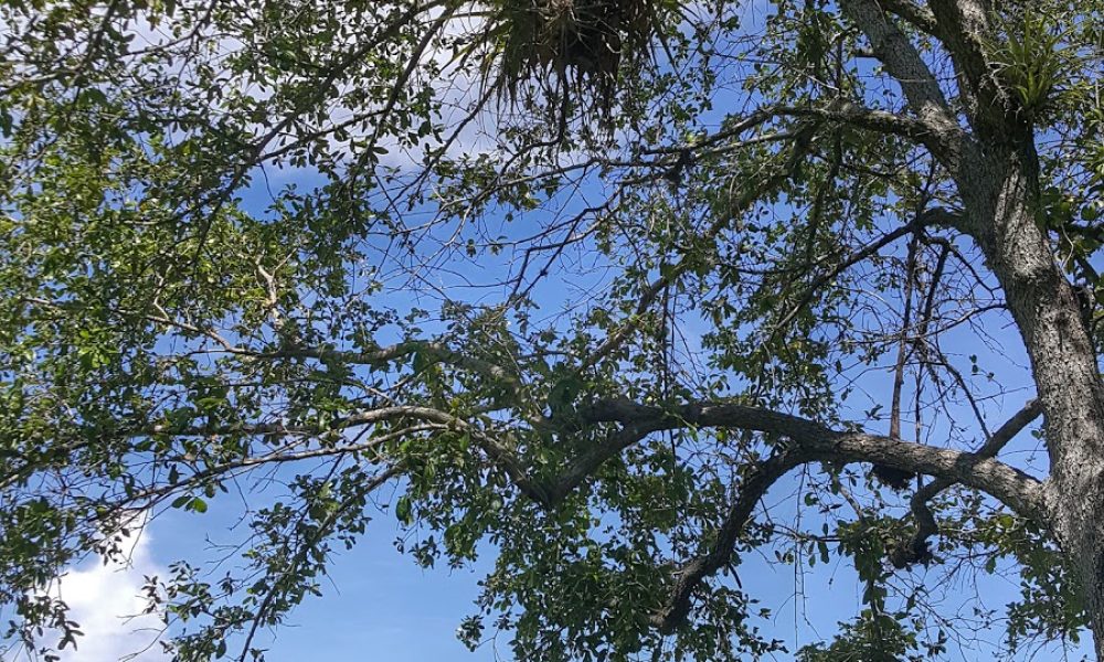 Women's Park History Gallery