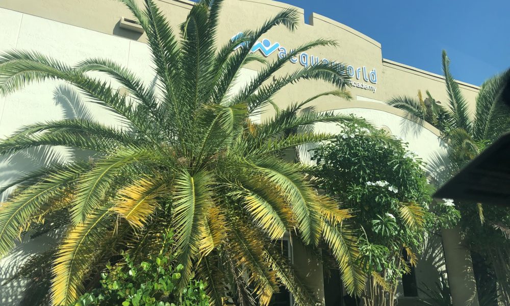 Acquaworld Swim Academy