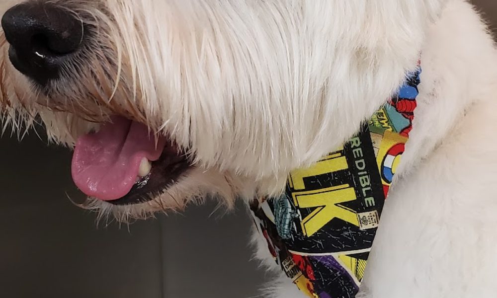 Anastasia Dog Grooming