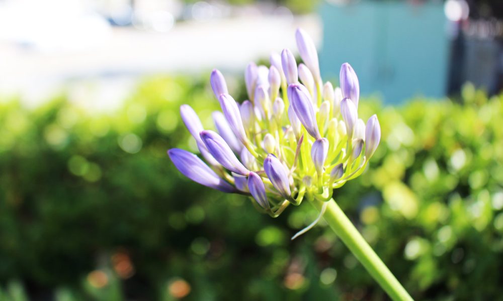 Blue Panda Photography