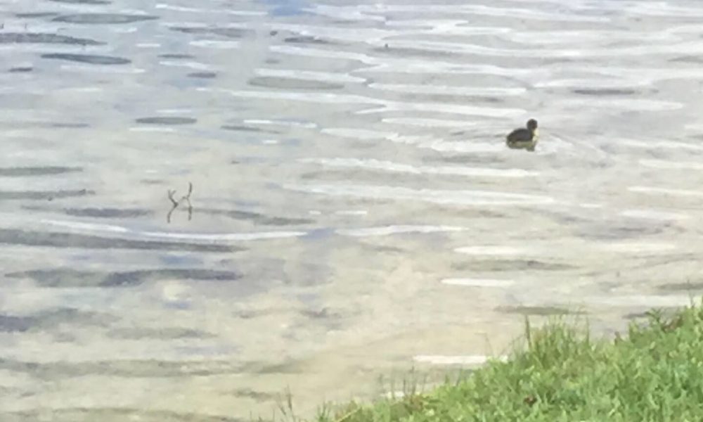 Brito Tax & Accounting Corp.