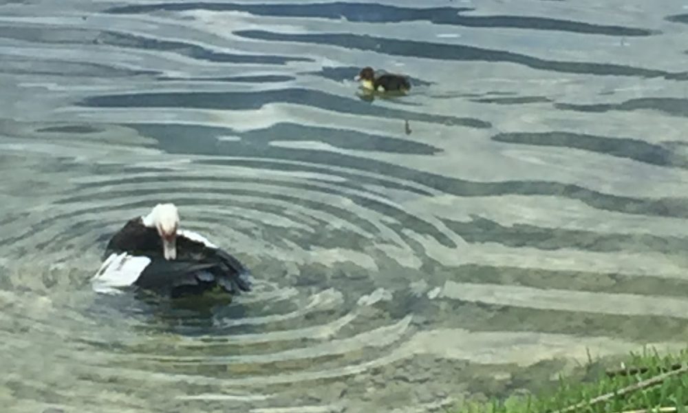 Brito Tax &amp; Accounting Corp.