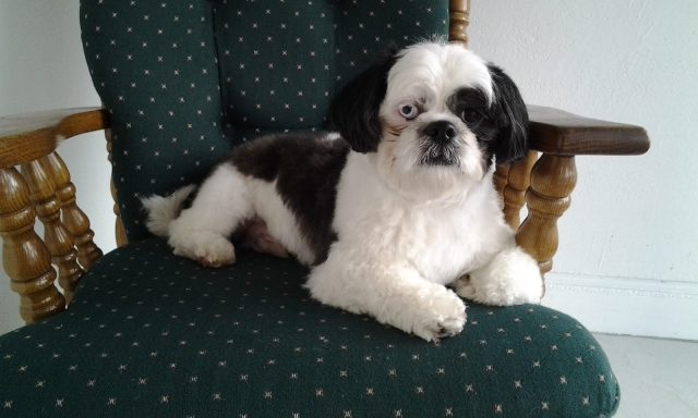 Bubbles Pet Grooming, Inc.